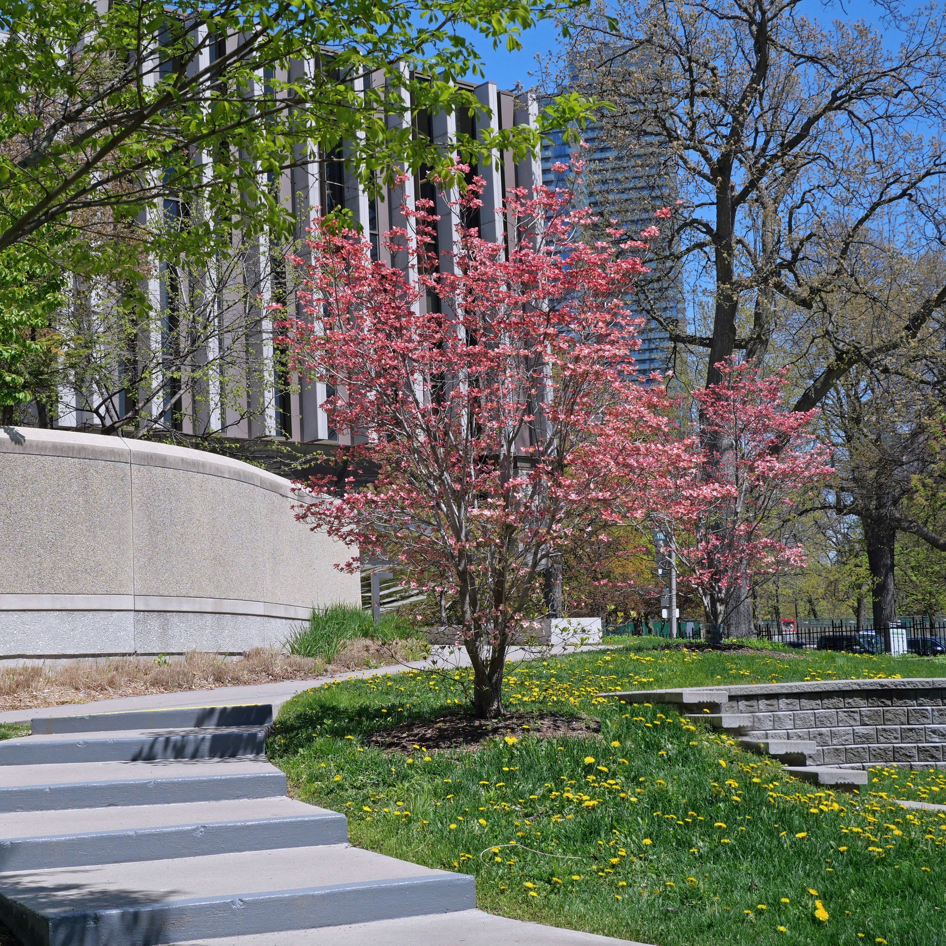 Cherokee Chief Dogwood Tree - Flowering Tree - Buy Online at Barely Rooted