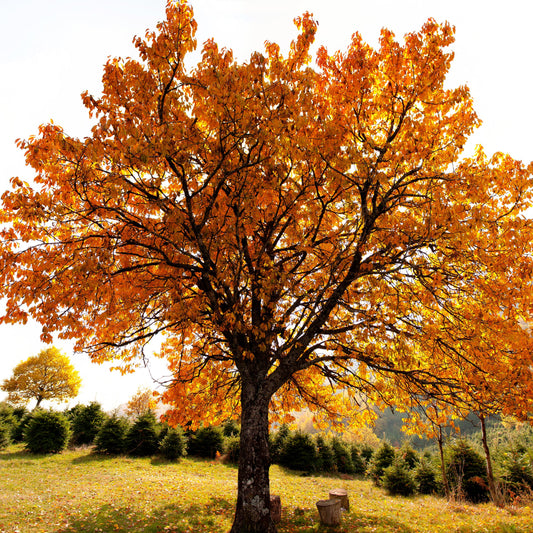 Cherrybark Oak Tree - Buy Online at Barely Rooted