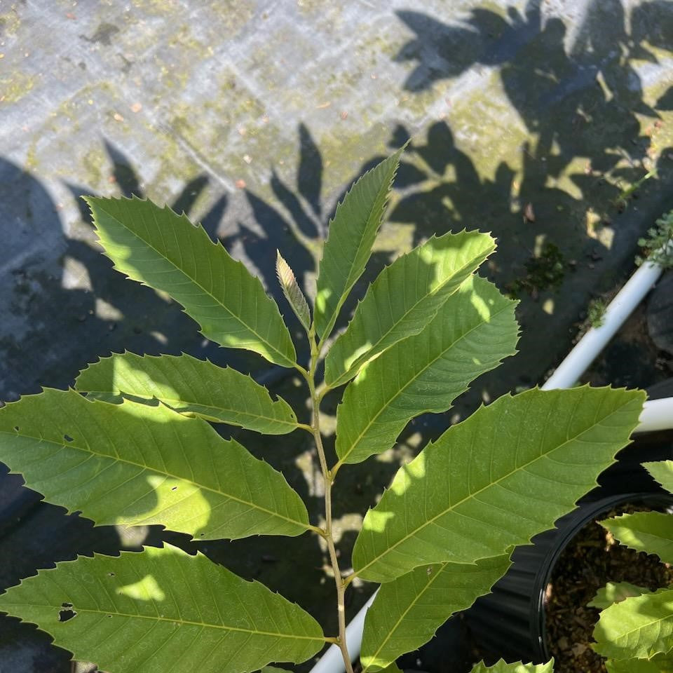 Chinese Chestnut Tree - Nut Tree - Buy Online at Barely Rooted