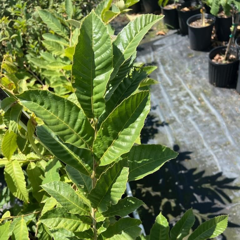 Chinese Chestnut Tree - Nut Tree - Buy Online at Barely Rooted