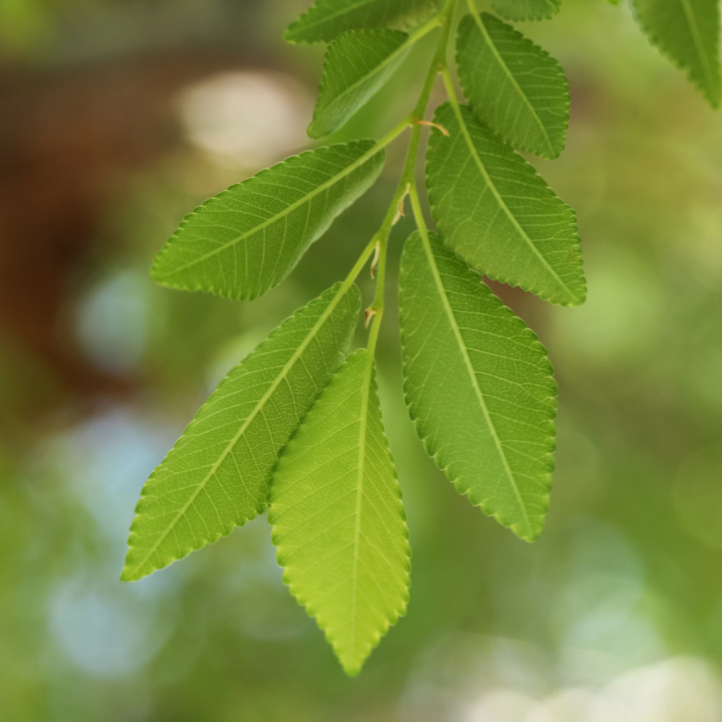 Chinese Elm Tree
