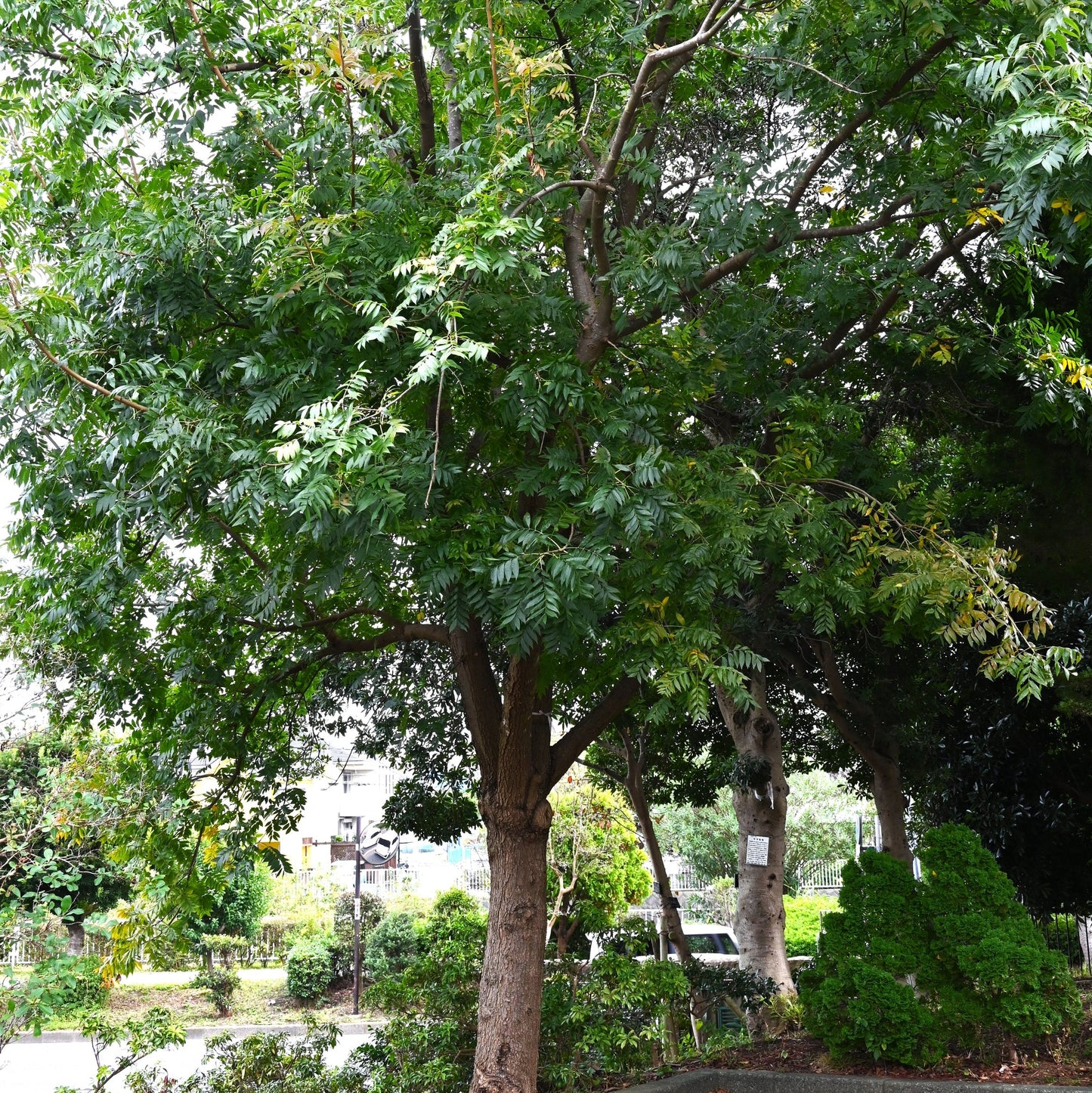 Chinese Pistache Tree - Shade Tree - Buy Online at Barely Rooted
