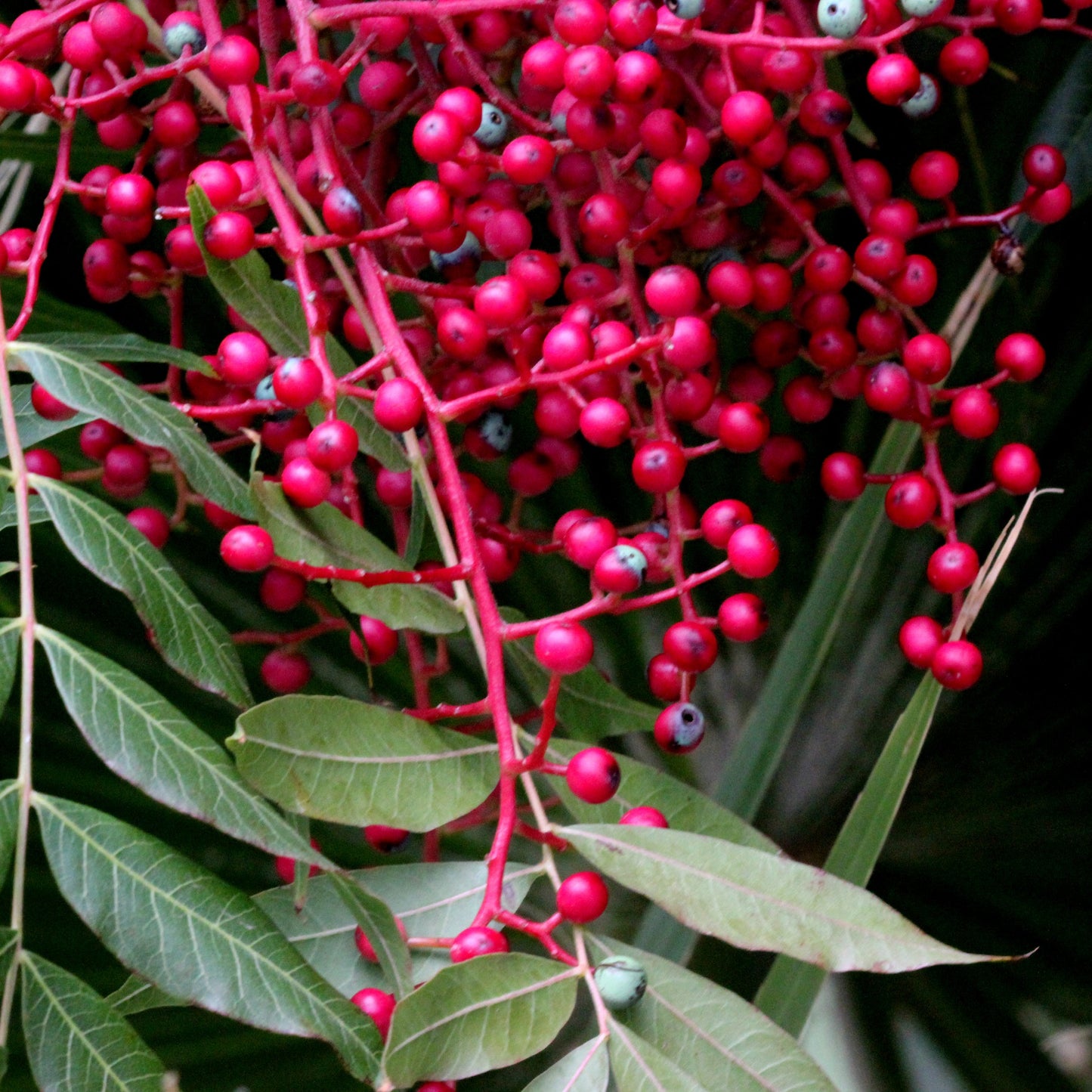 Chinese Pistache Tree - Shade Tree - Buy Online at Barely Rooted
