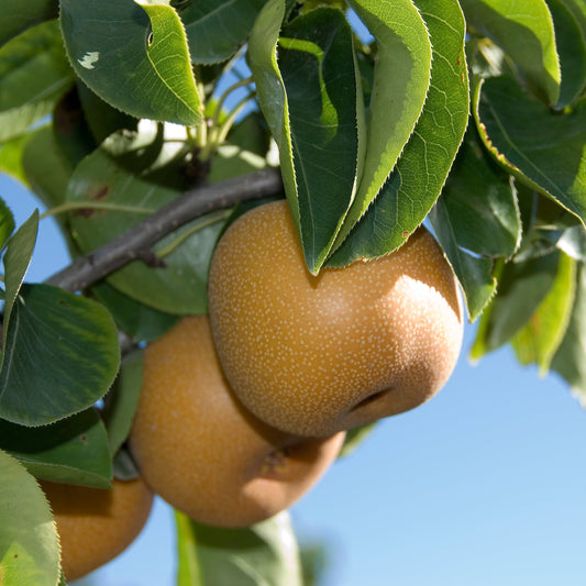 Chojuro Pear Tree - Fruit Tree - Buy Online at Barely Rooted