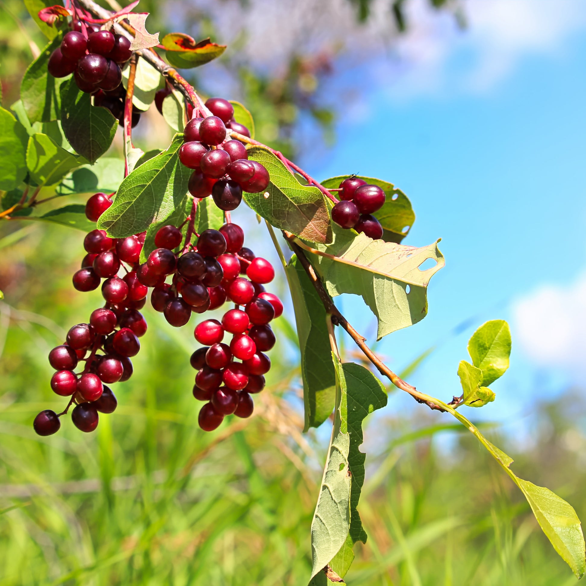 Common Chokecherry - Flowering Tree - Buy Online at Barely Rooted