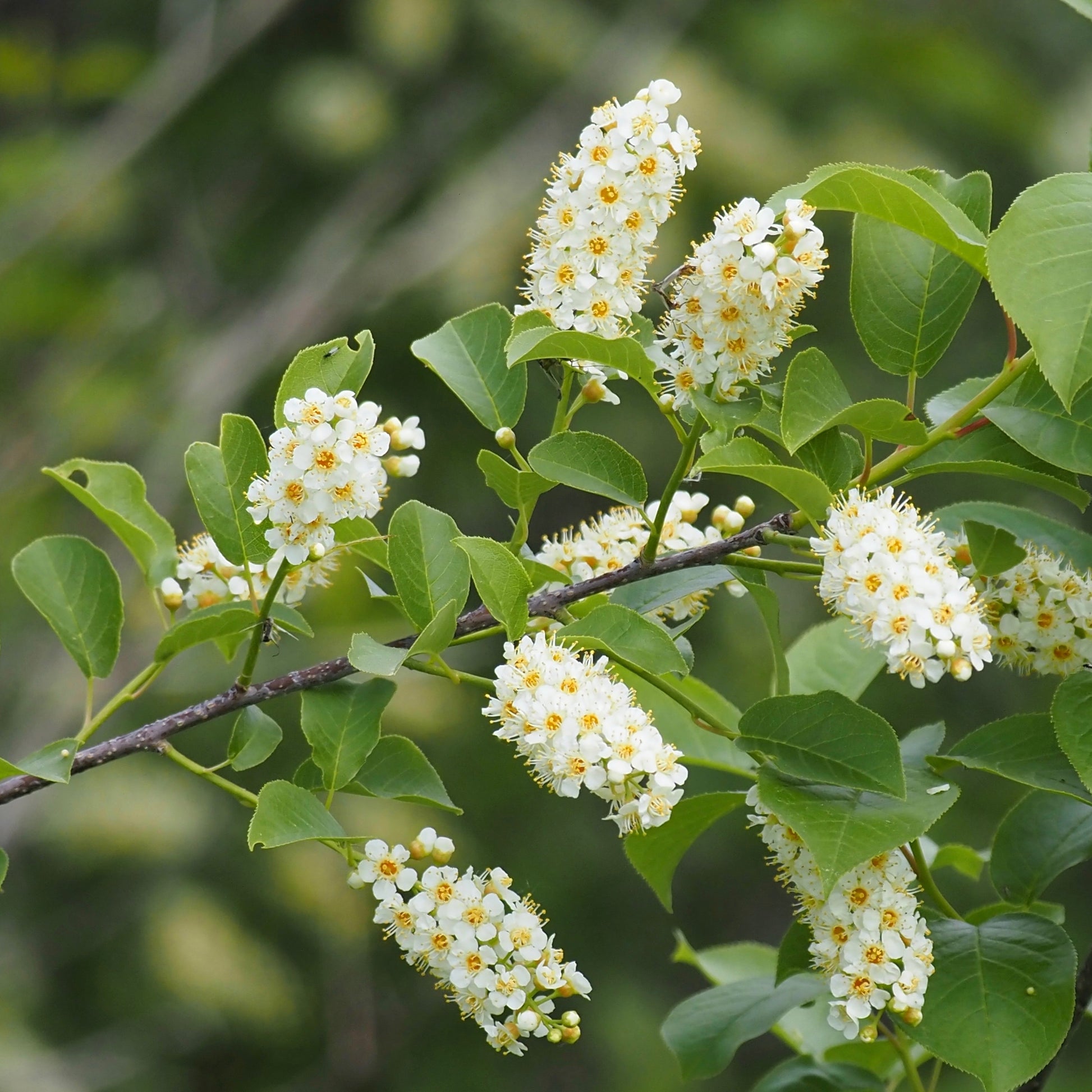 Common Chokecherry - Flowering Tree - Buy Online at Barely Rooted