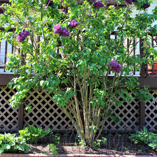 Common Lilac - Flowering Shrub - Buy Online at Barely Rooted