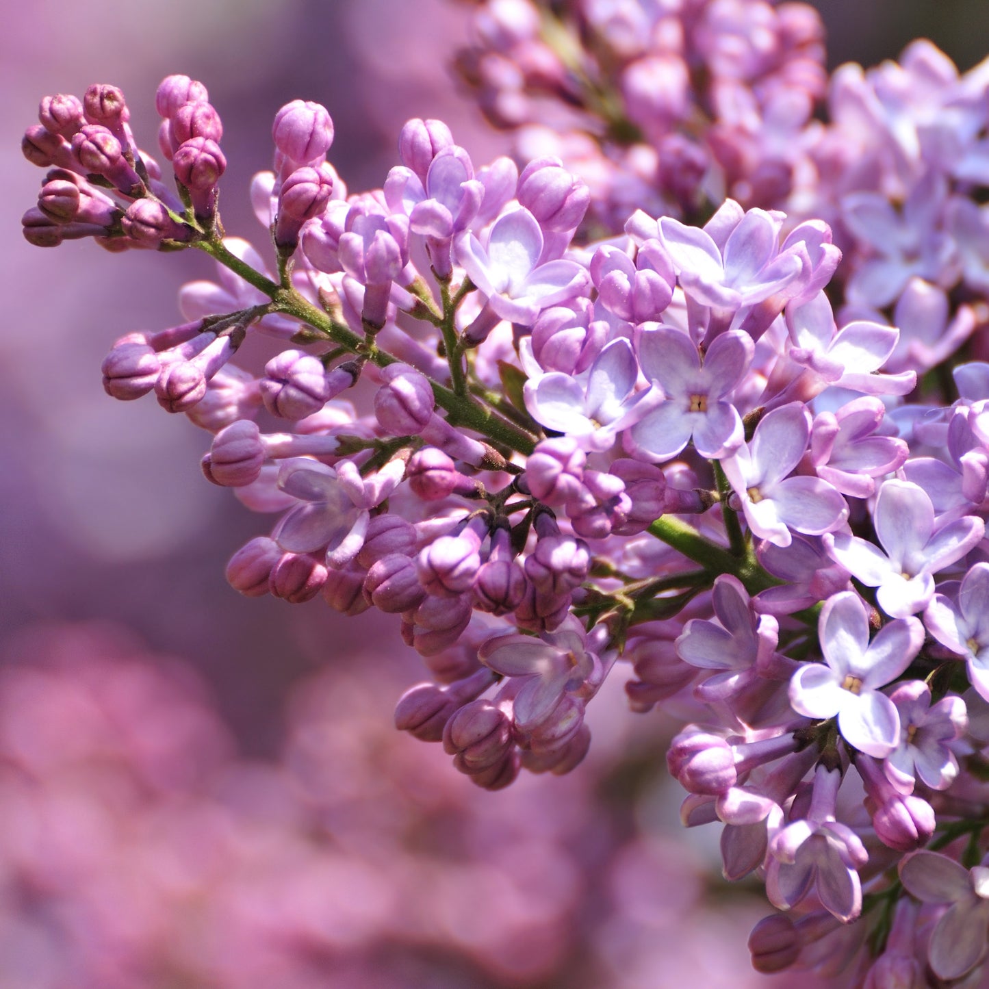 Common Lilac - Flowering Shrub - Buy Online at Barely Rooted