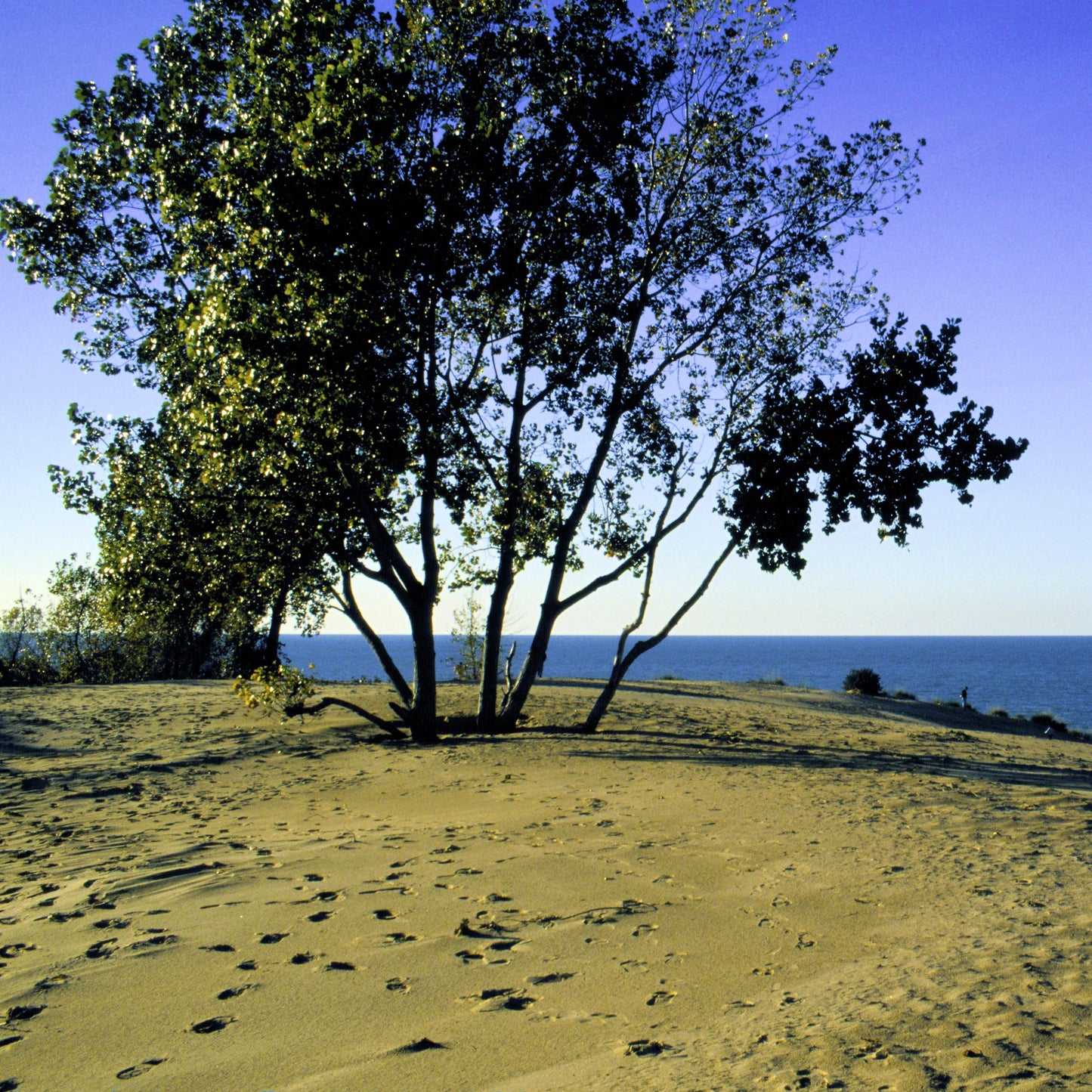 Eastern Cottonwood - GTSuper Roots - Buy Online at Barely Rooted