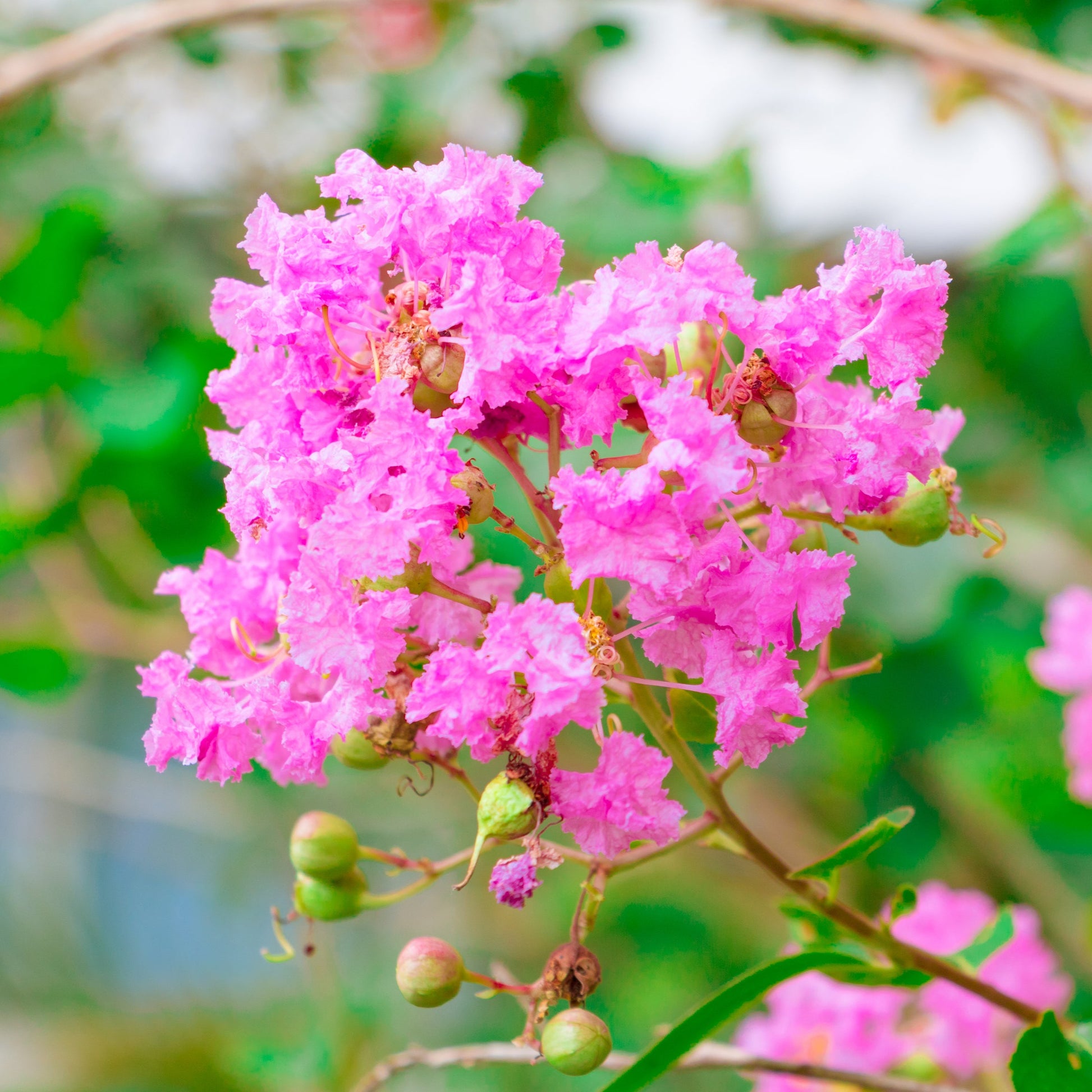 Velour Crape Myrtle Tree - Bare Root - Buy Online at Barely Rooted