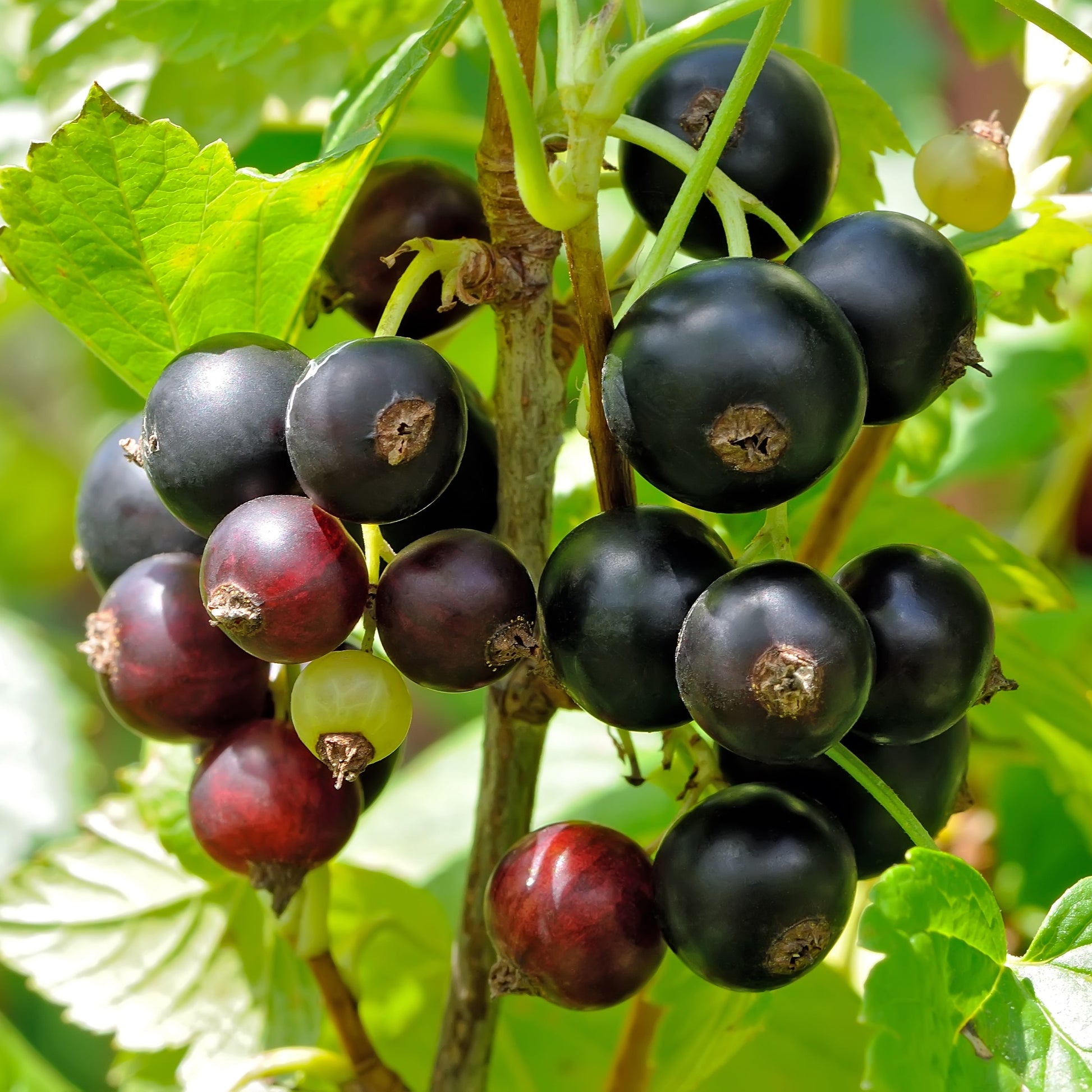 Black Currant Bush - Bushes & Shrubs - Buy Online at Barely Rooted