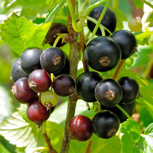 Black Currant Bush - Bushes & Shrubs - Buy Online at Barely Rooted