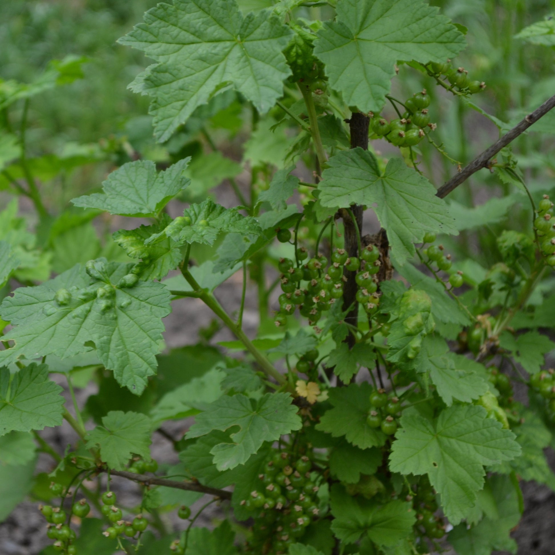 Black Currant Bush - Bushes & Shrubs - Buy Online at Barely Rooted