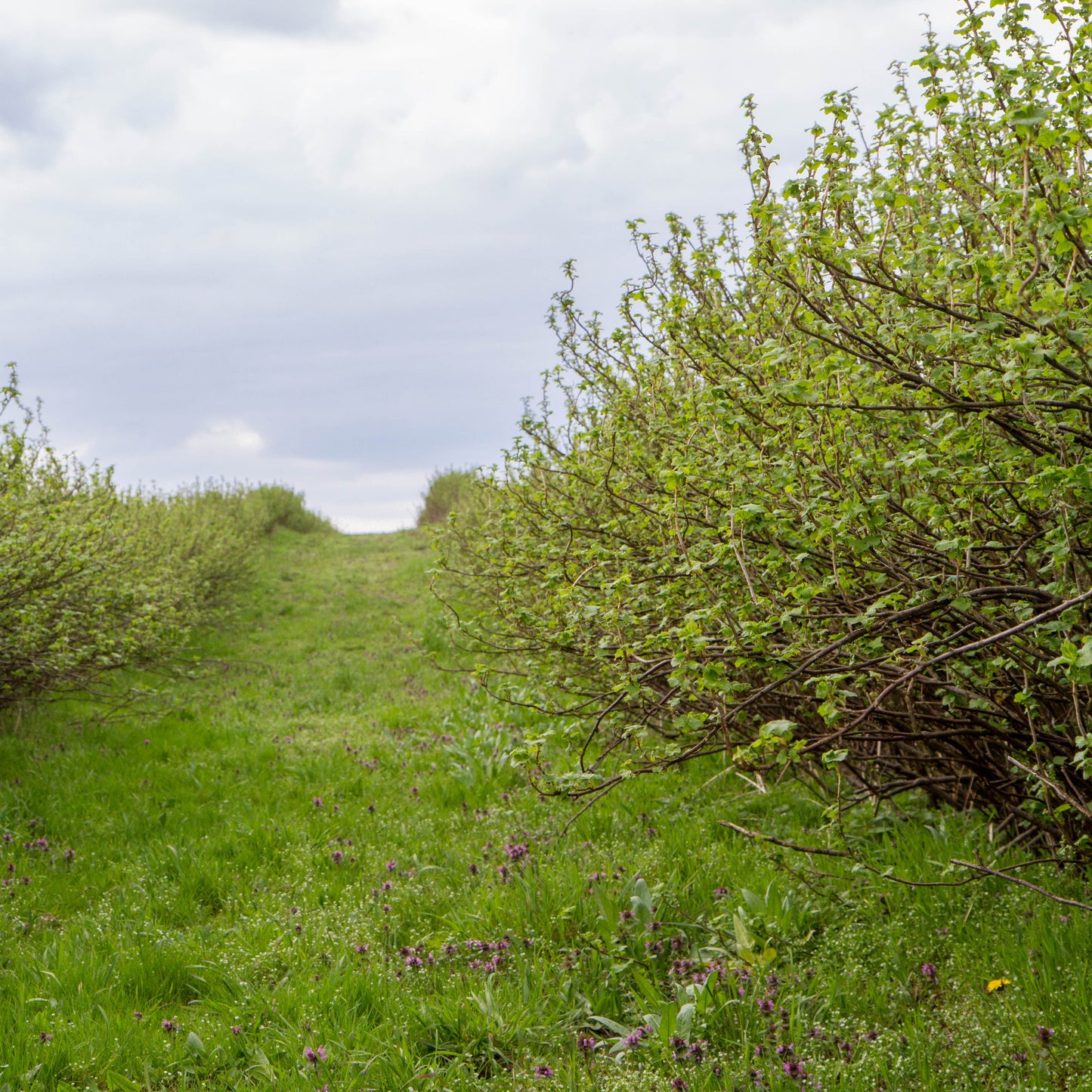 Consort Black Currant Bush - Bushes & Shrubs - Buy Online at Barely Rooted