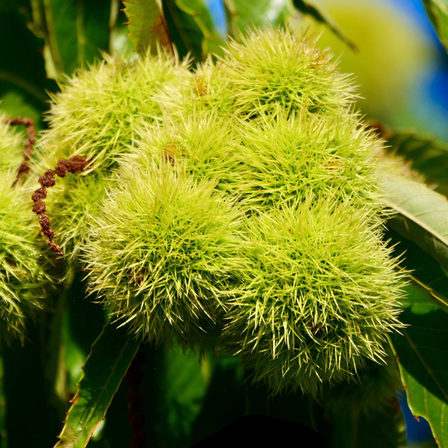 Chinese Chestnut Tree - Nut Tree - Buy Online at Barely Rooted