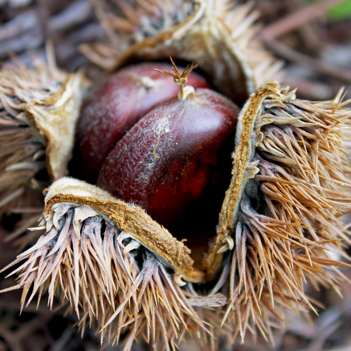 Chinese Chestnut Tree - Nut Tree - Buy Online at Barely Rooted