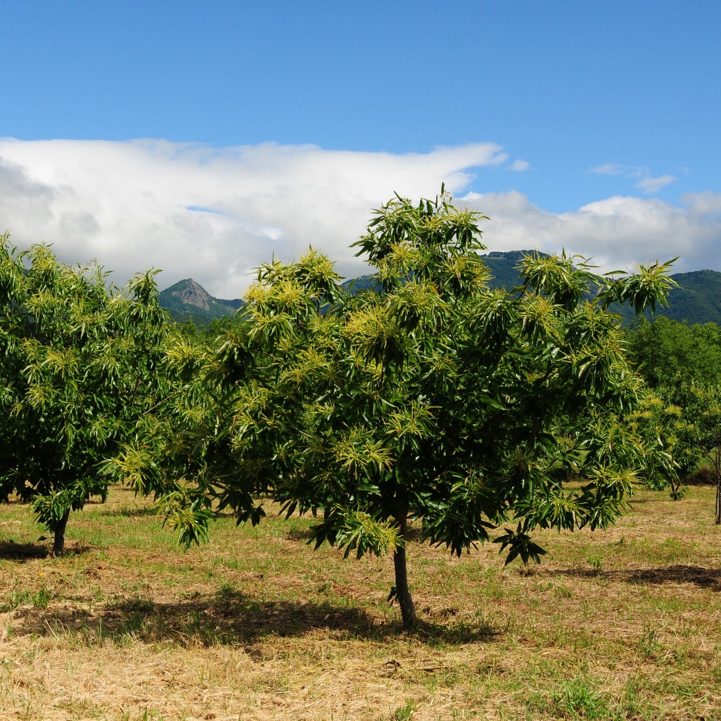 Chinese Chestnut Tree - Nut Tree - Buy Online at Barely Rooted