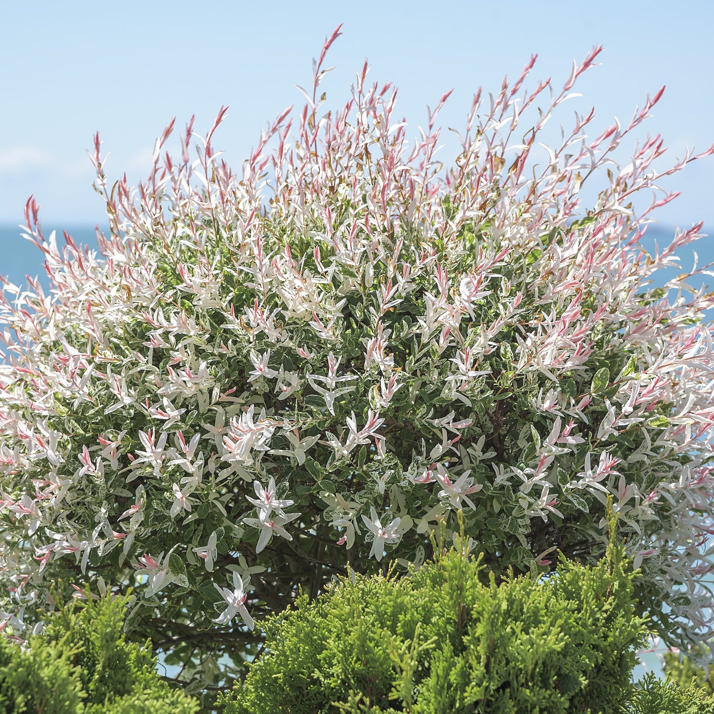 Dappled Willow Shrub - Flowering Shrub - Buy Online at Barely Rooted