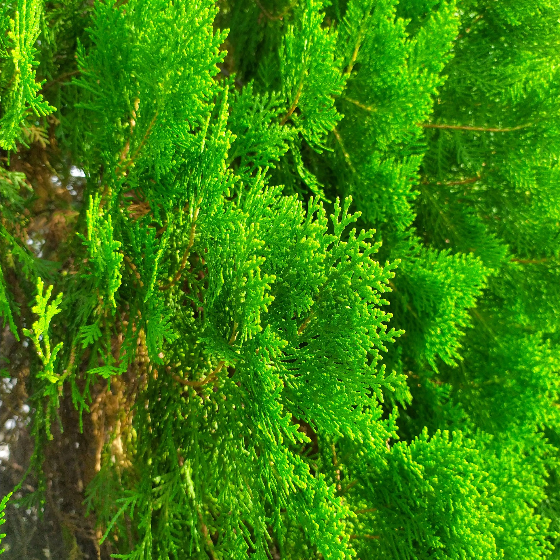 Dark Green Arborvitae - Evergreen Tree - Buy Online at Barely Rooted