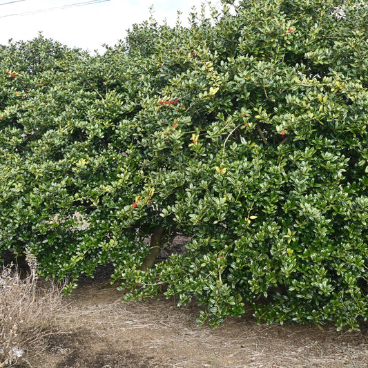 Dwarf Burford Holly Shrub - Evergreen - Buy Online at Barely Rooted