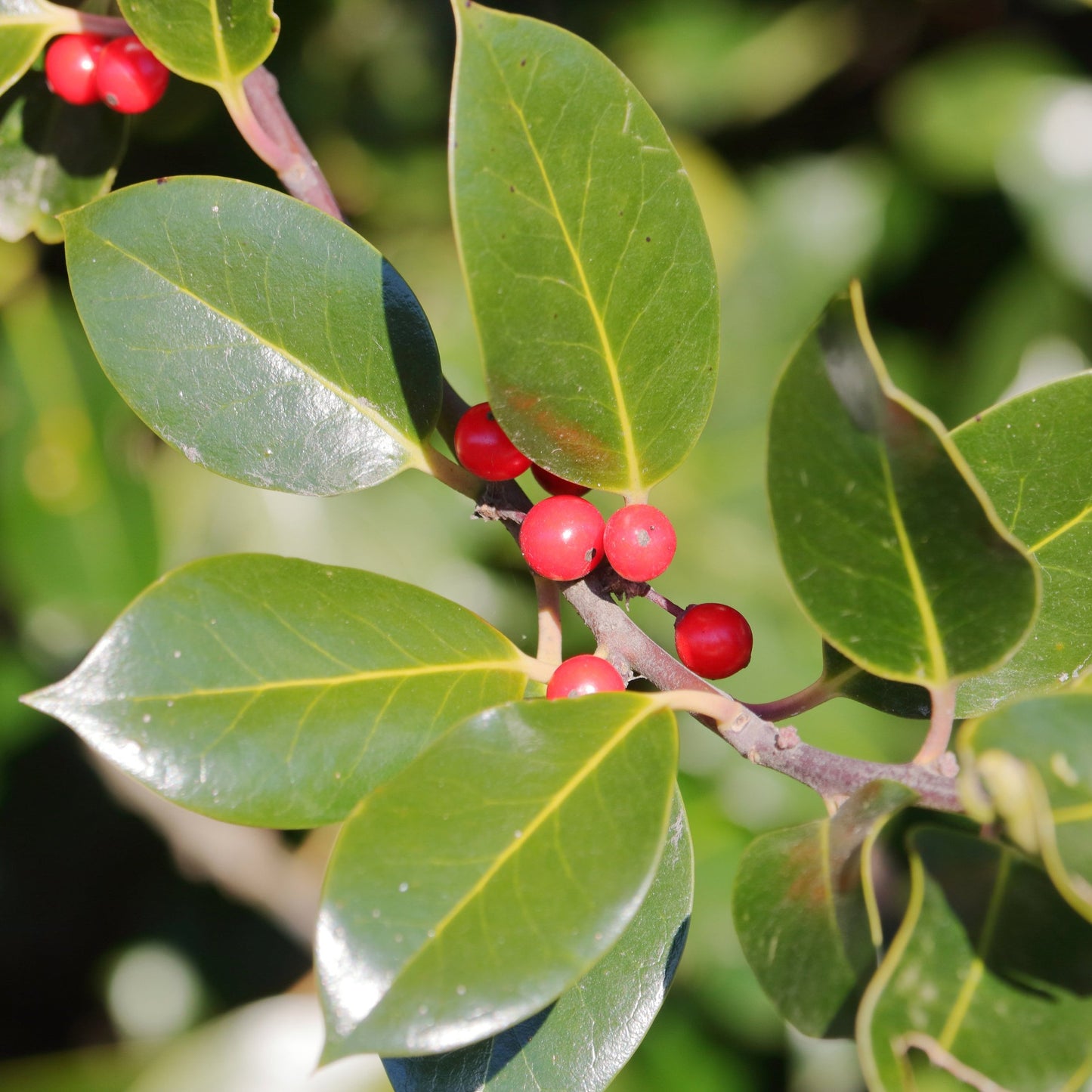 Dwarf Burford Holly Shrub - Evergreen - Buy Online at Barely Rooted