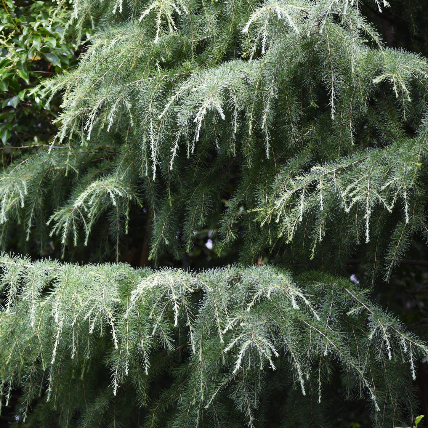 Deodar Cedar Tree - Evergreen - Buy Online at Barely Rooted
