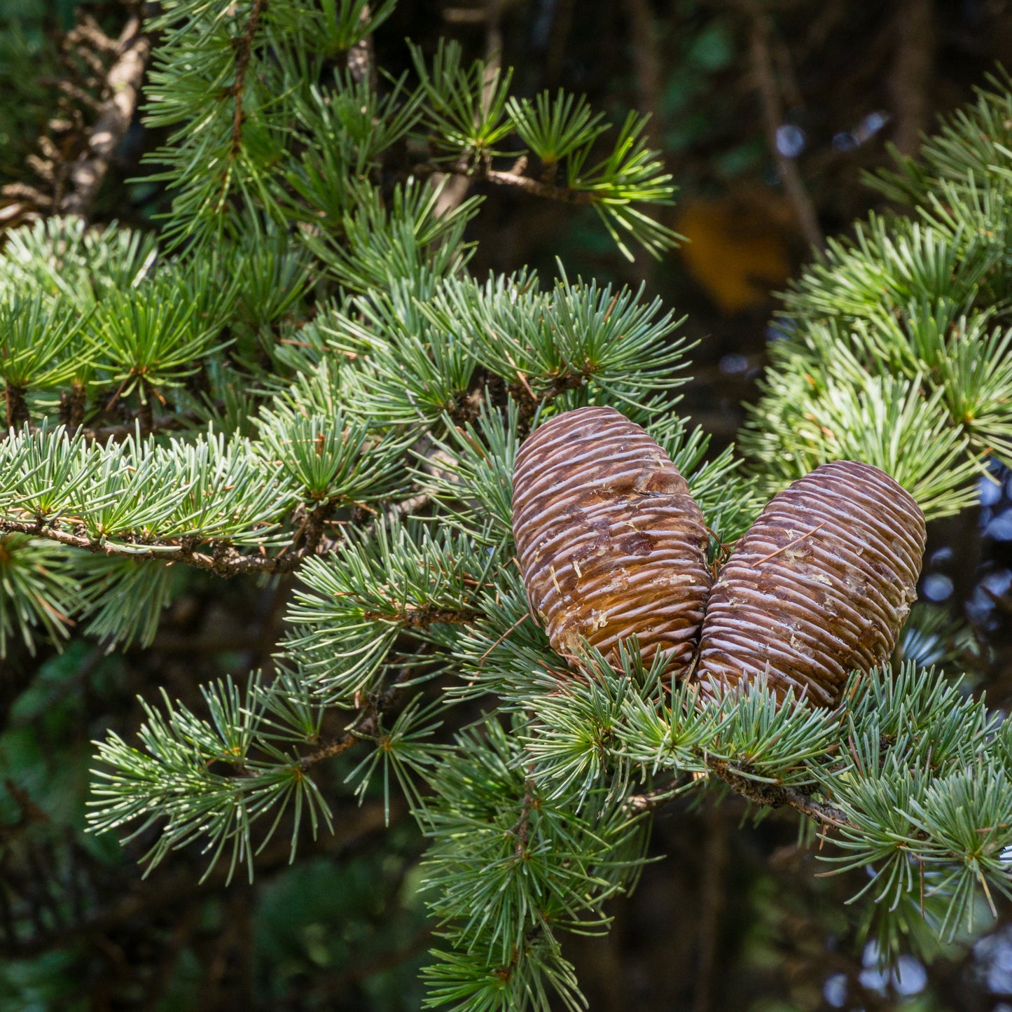 Deodar Cedar Tree - Evergreen - Buy Online at Barely Rooted