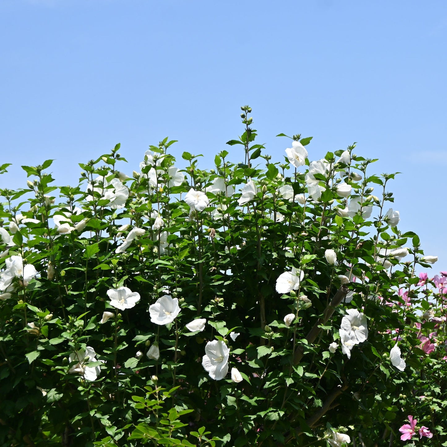 Diana Althea - Flowering Shrub - Buy Online at Barely Rooted