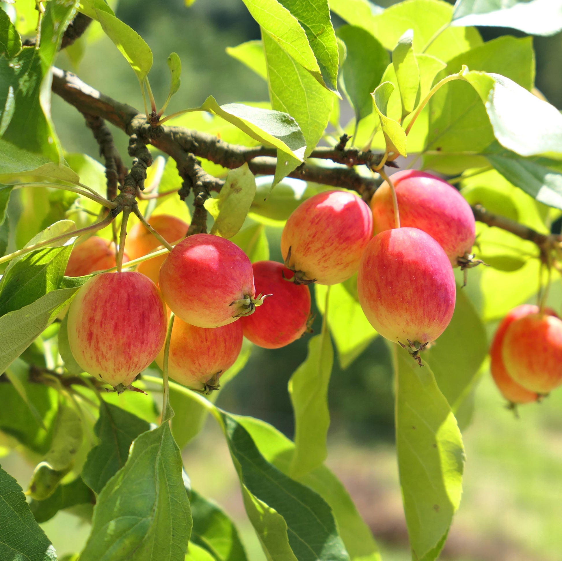 Dolgo Crabapple Tree - Flowering Tree - Buy Online at Barely Rooted