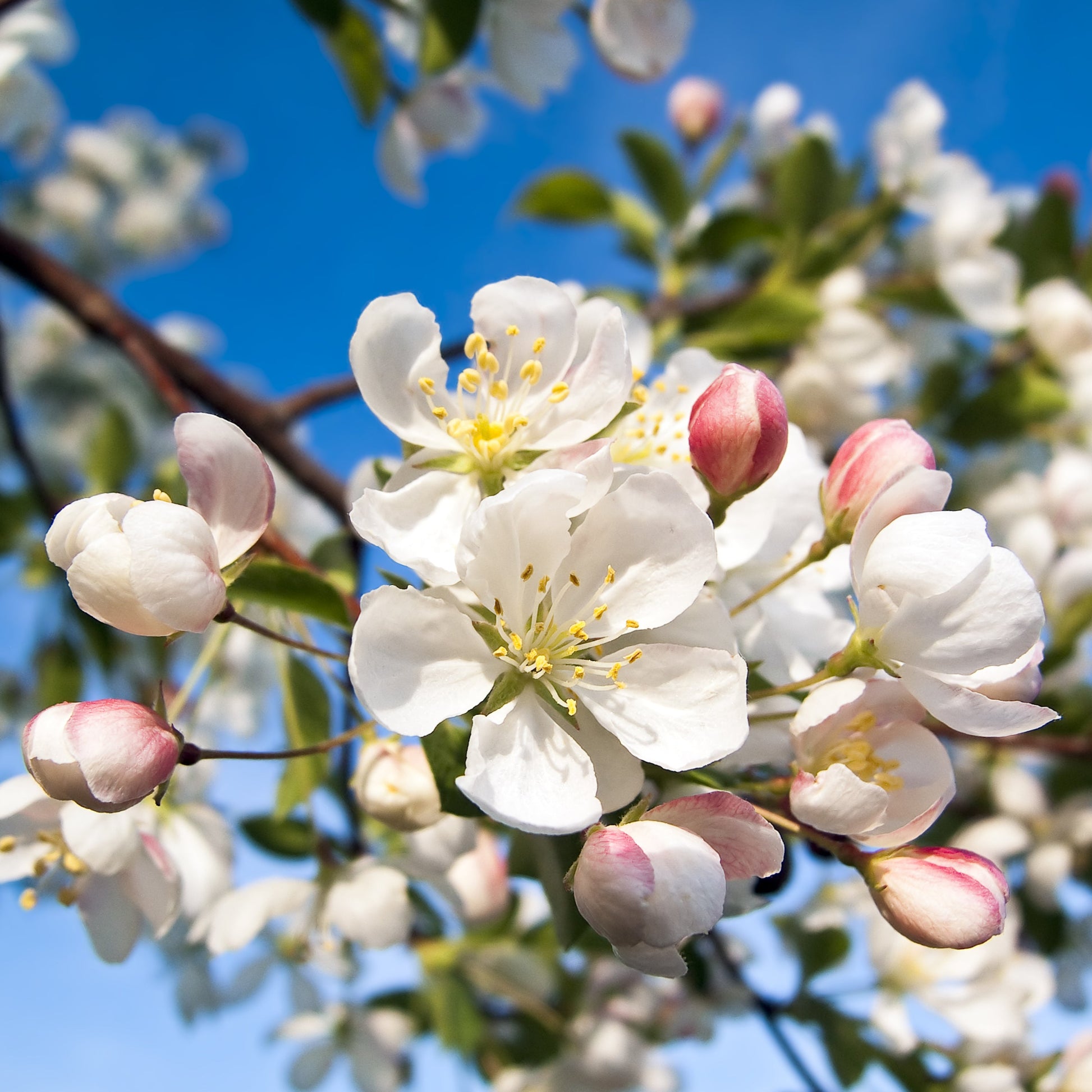 Dolgo Crabapple Tree - Flowering Tree - Buy Online at Barely Rooted