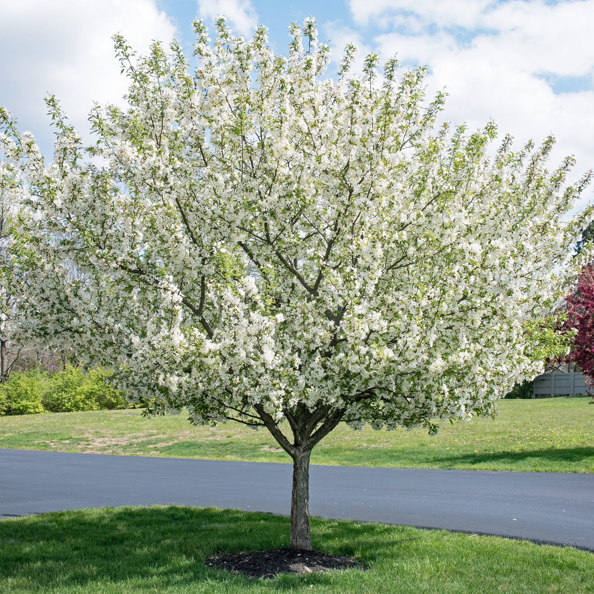 Dolgo Crabapple Tree - Flowering Tree - Buy Online at Barely Rooted