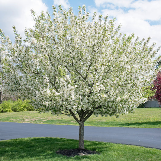 Dolgo Crabapple Tree - Flowering Tree - Buy Online at Barely Rooted