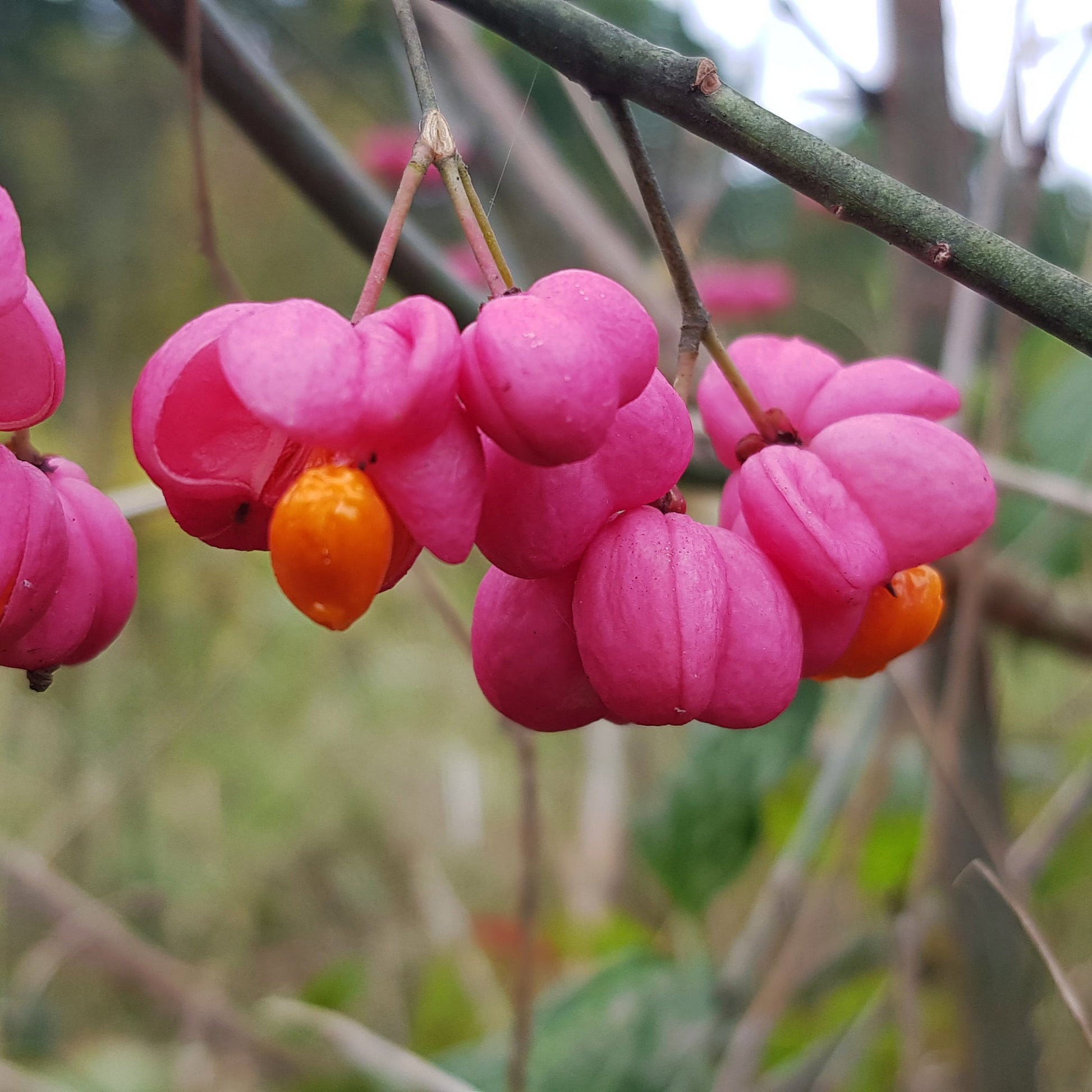 Dwarf Burning Bush - Flowering Shrub - Buy Online at Barely Rooted