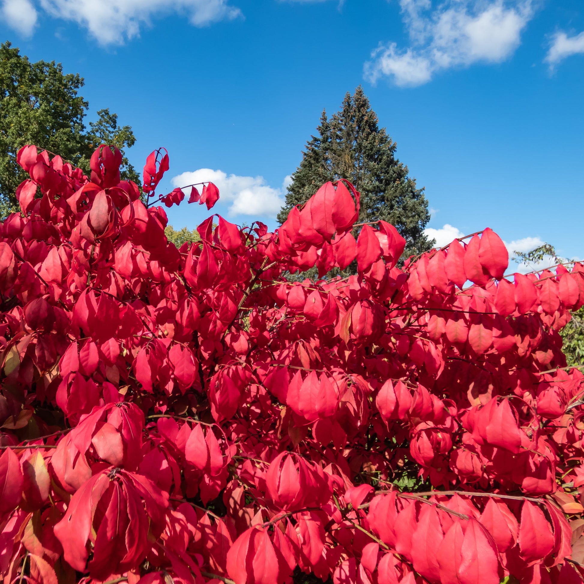 Dwarf Burning Bush - Flowering Shrub - Buy Online at Barely Rooted