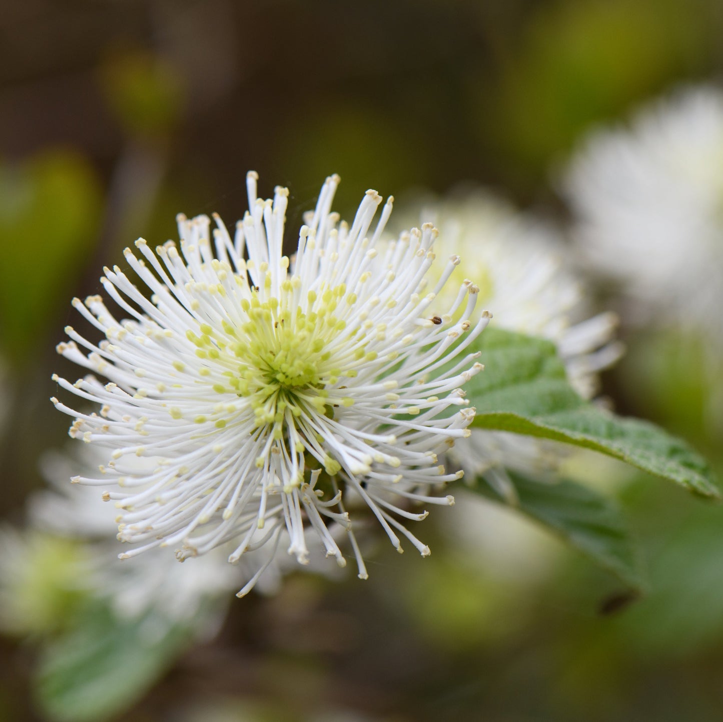 Dwarf Fothergilla Shrub