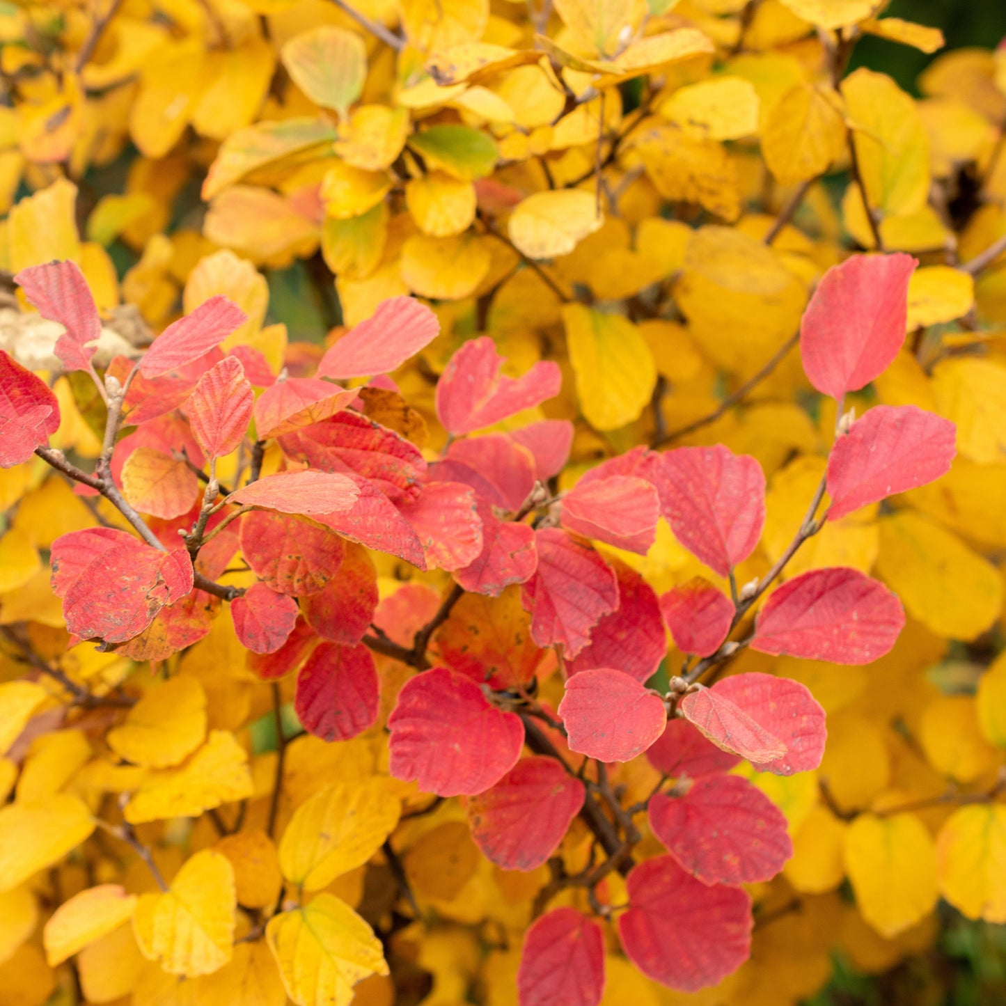Dwarf Fothergilla Shrub