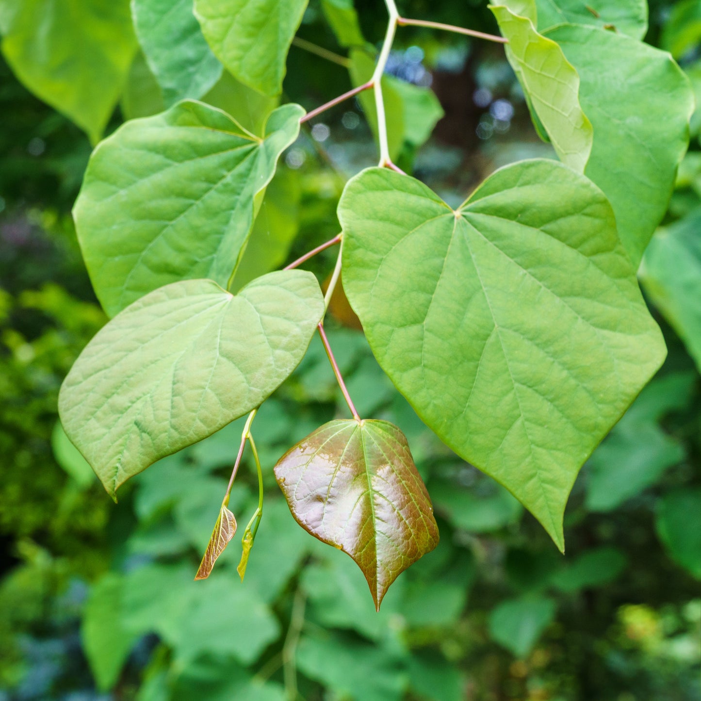 Eastern Redbud