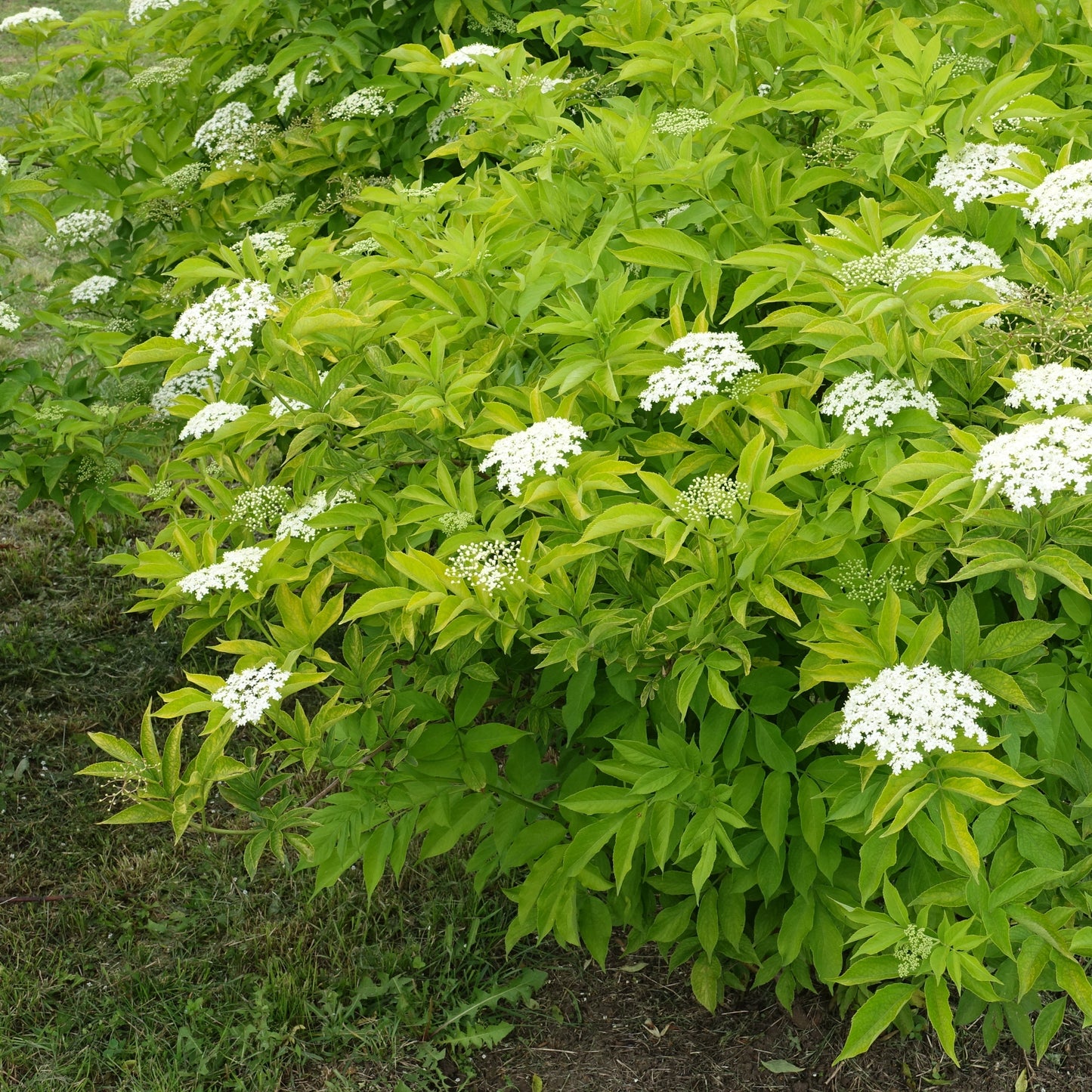 American Elderberry - Fruit Tree - Buy Online at Barely Rooted