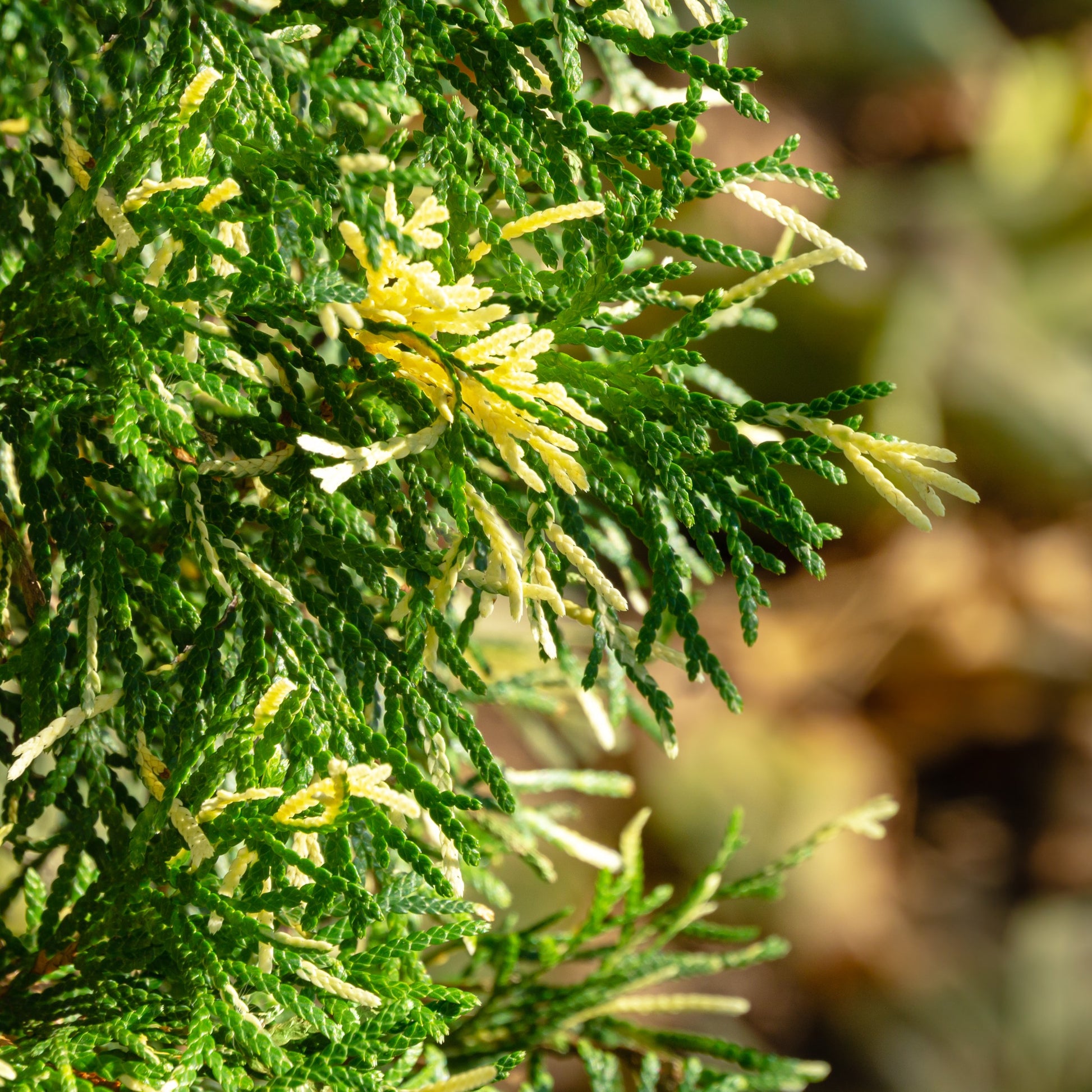 Emerald Green Arborvitae - Needled Evergreen - Buy Online at Barely Rooted