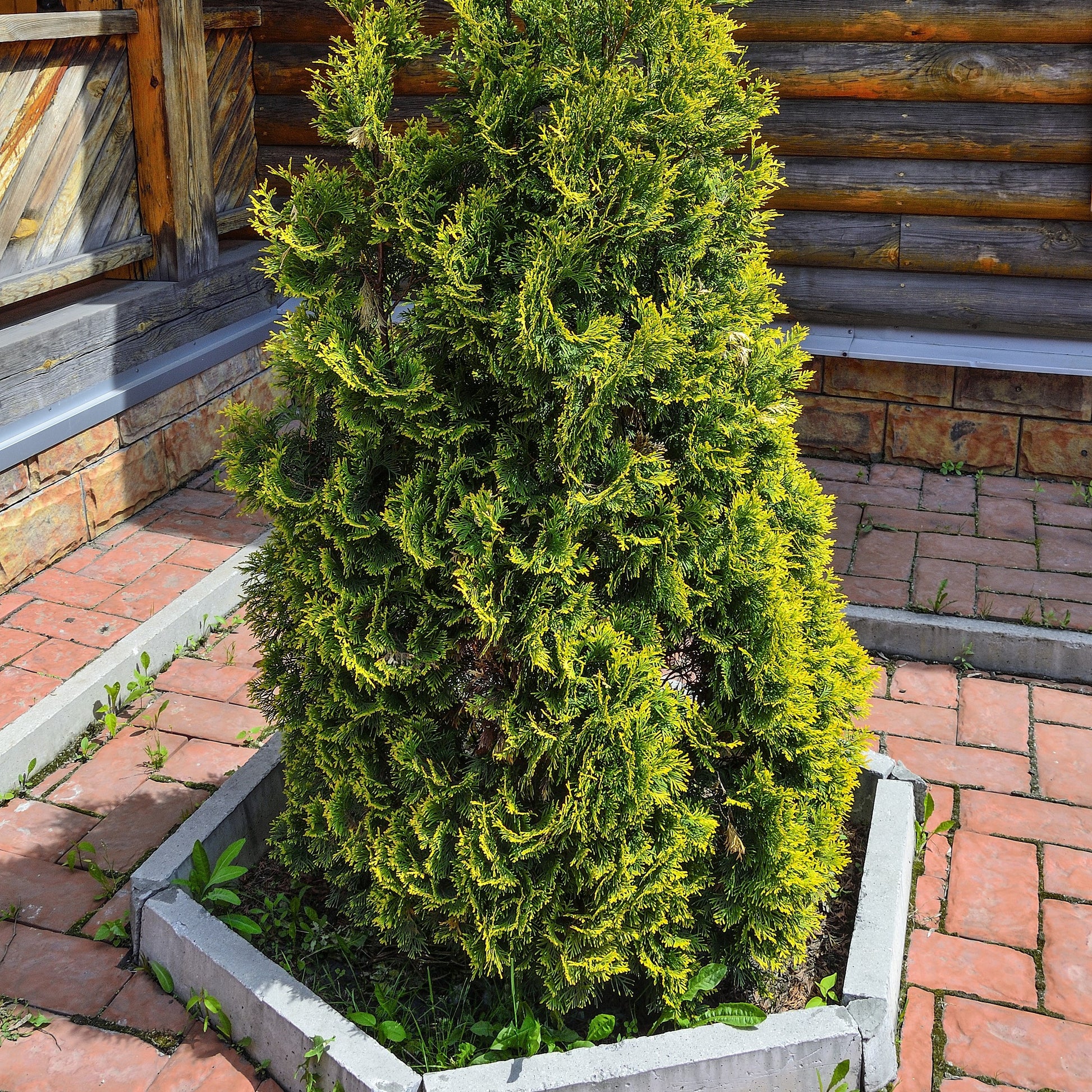 Emerald Green Arborvitae - Needled Evergreen - Buy Online at Barely Rooted