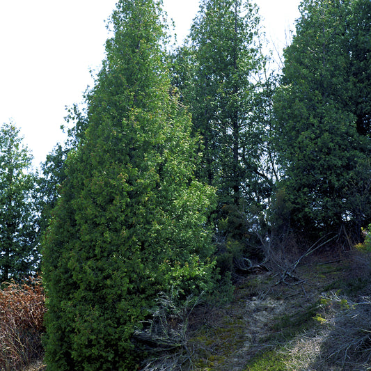 Eastern Red Cedar Tree - Needled Evergreen - Buy Online at Barely Rooted