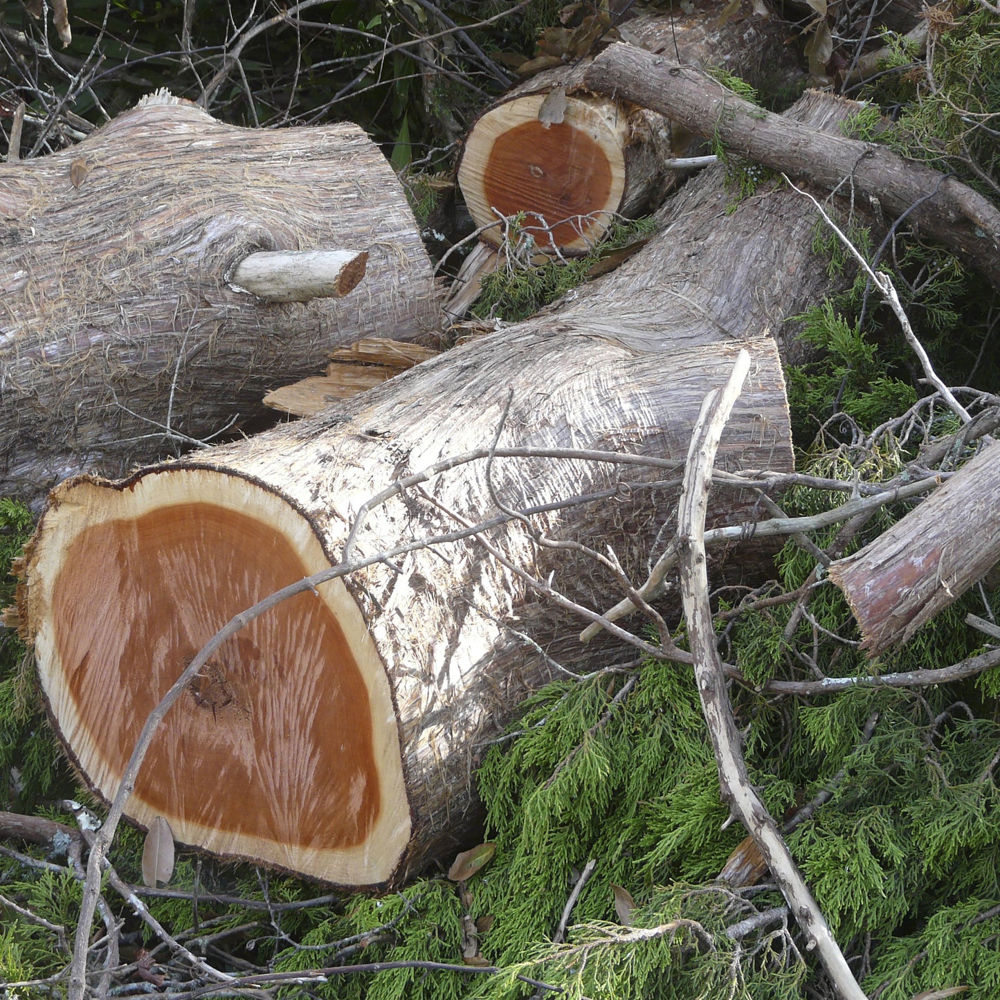 Eastern Red Cedar Tree - Needled Evergreen - Buy Online at Barely Rooted