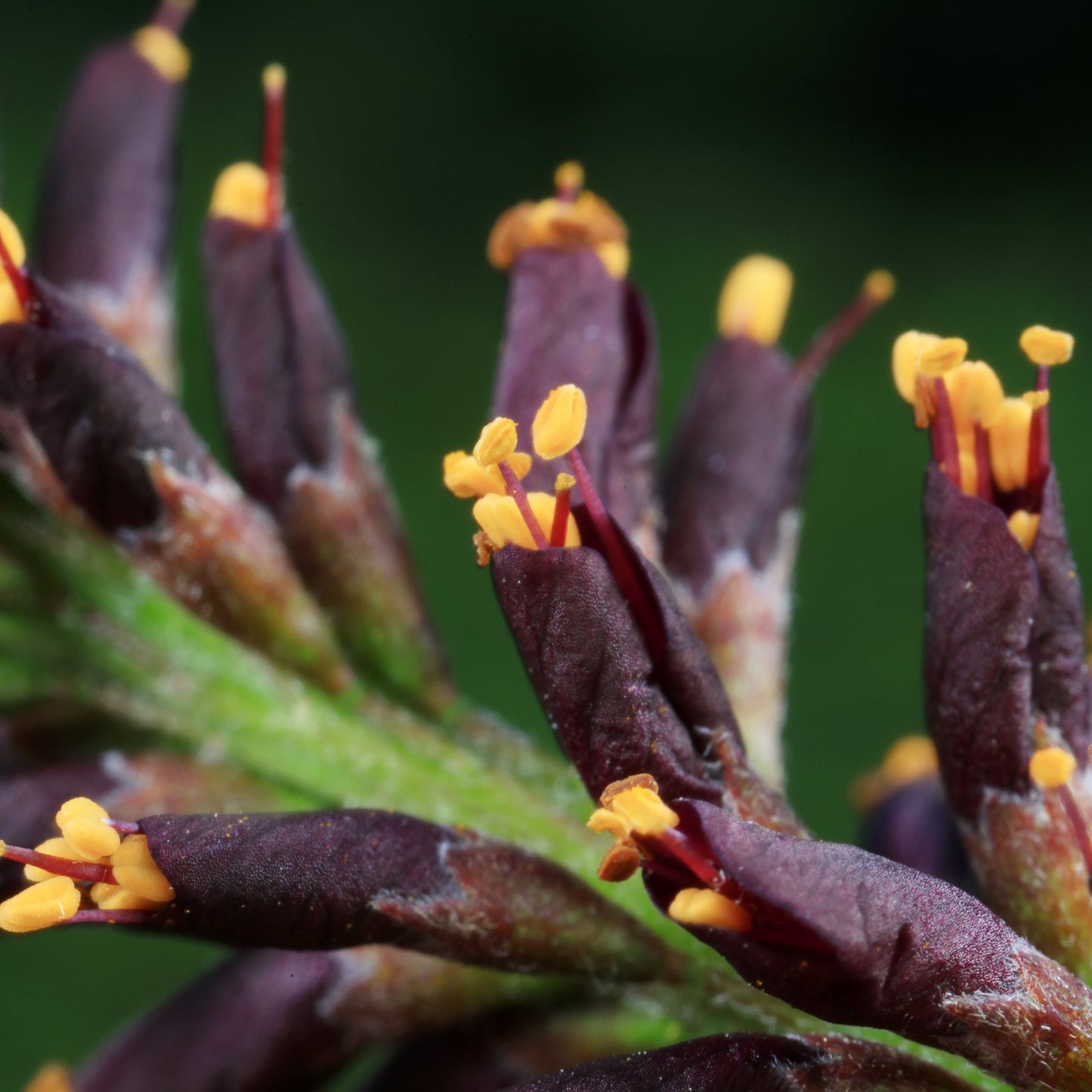 False Indigo Shrub - Flowering Shrub - Buy Online at Barely Rooted