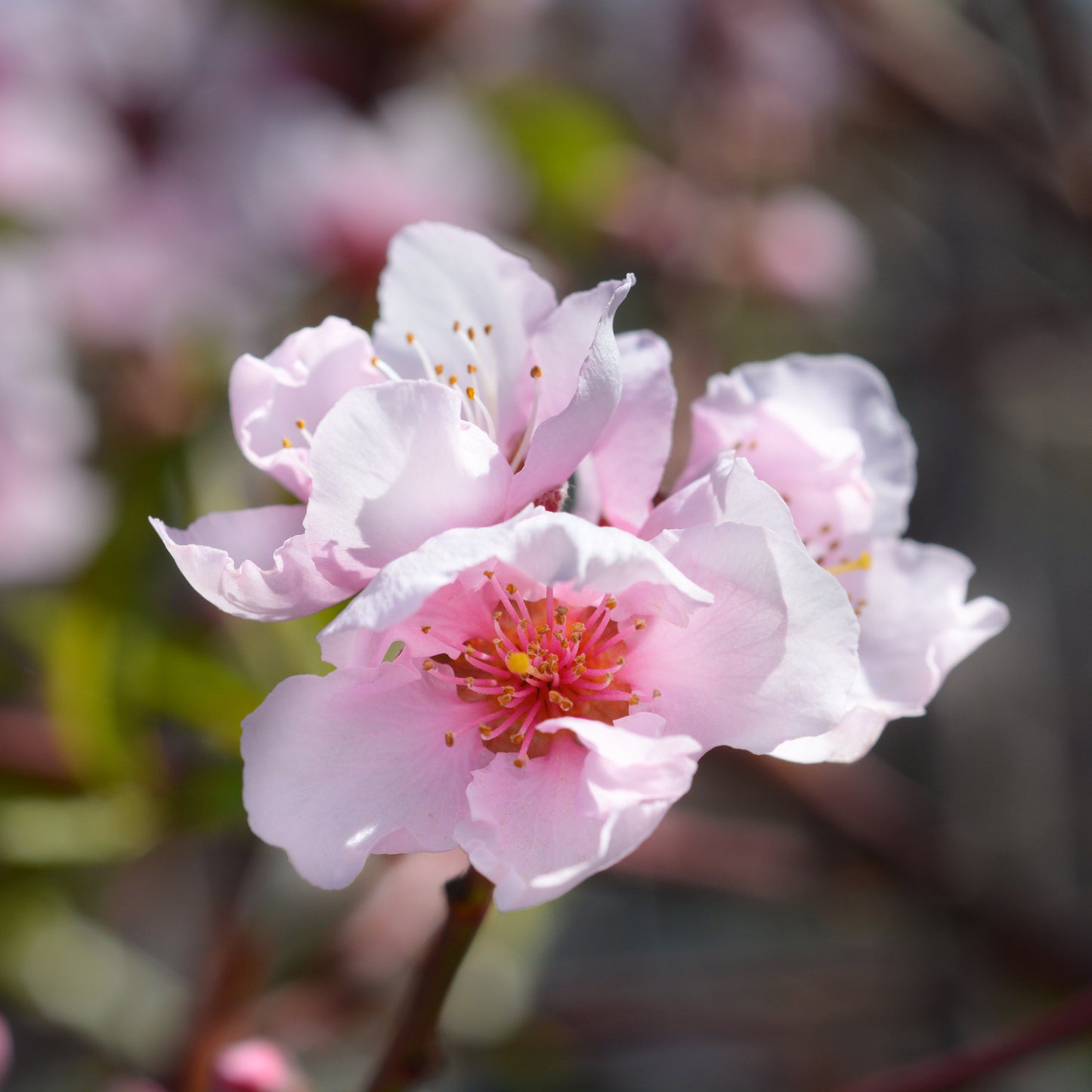 Flavortop Nectarine Tree - Fruit Tree - Buy Online at Barely Rooted