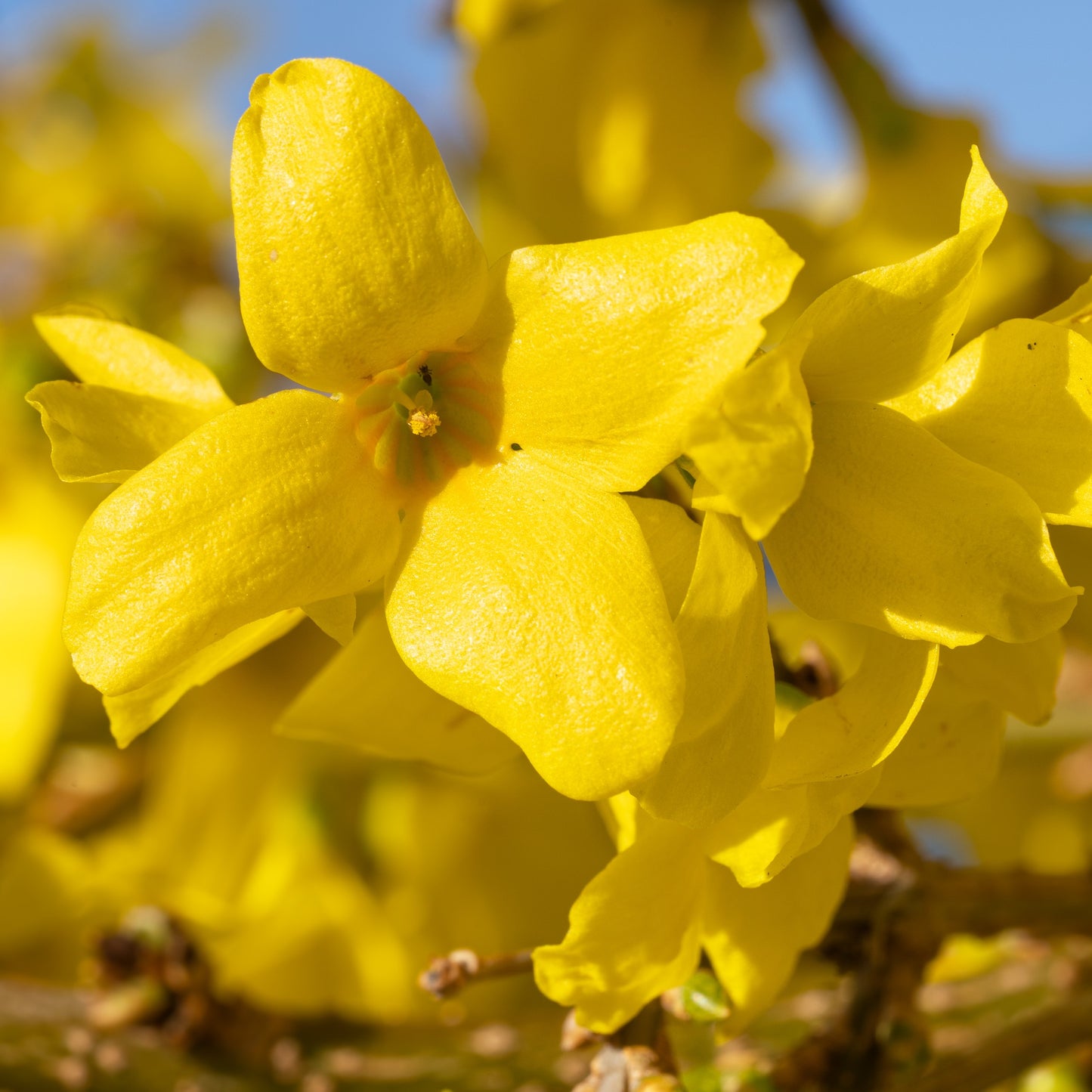 Forsythia Shrub - Flowering Shrub - Buy Online at Barely Rooted