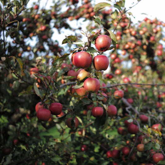 Fuji Apple Tree - Fruit Tree - Buy Online at Barely Rooted