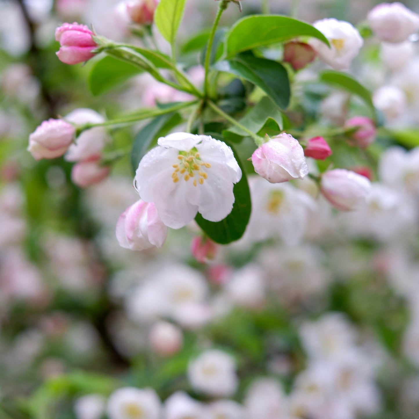 Fuji Apple Tree - Fruit Tree - Buy Online at Barely Rooted