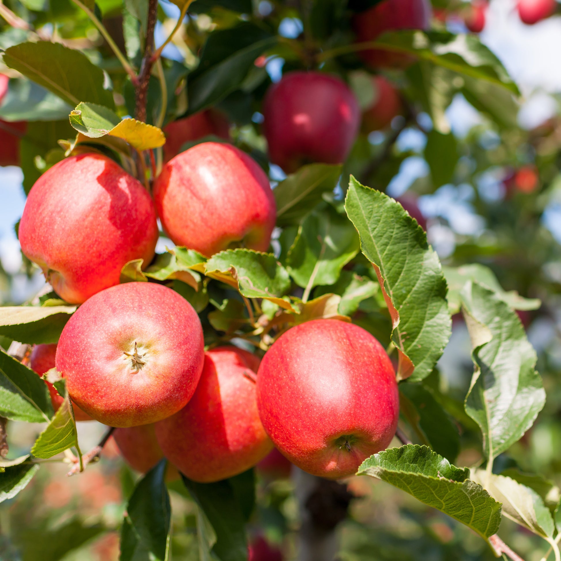 Gala Apple Tree - Fruit Tree - Buy Online at Barely Rooted