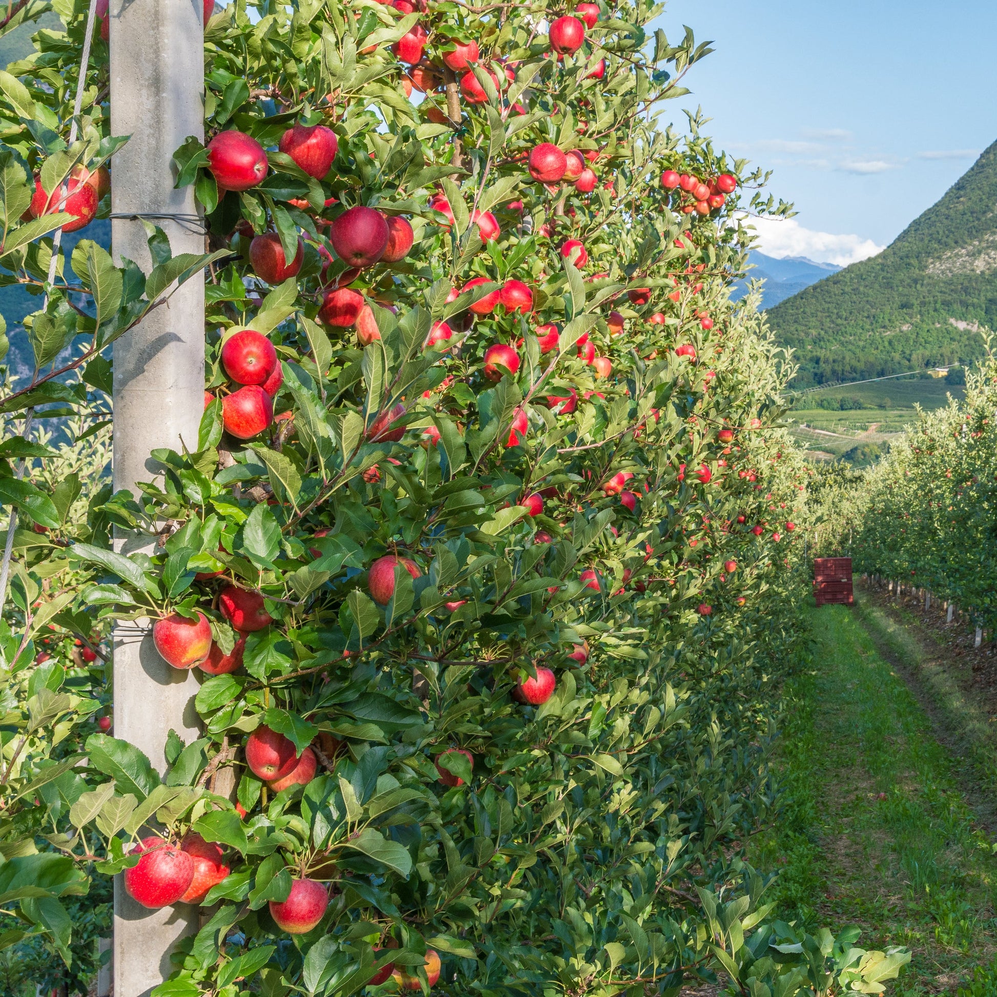 Gala Apple Tree - Fruit Tree - Buy Online at Barely Rooted