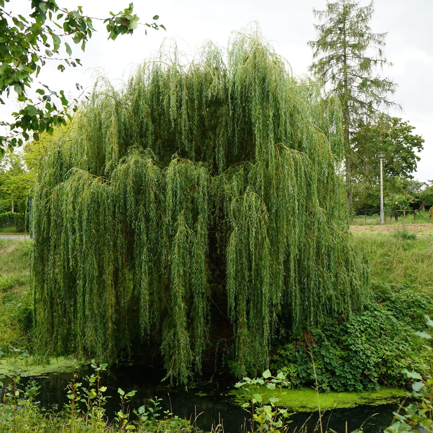 Golden Willow Tree